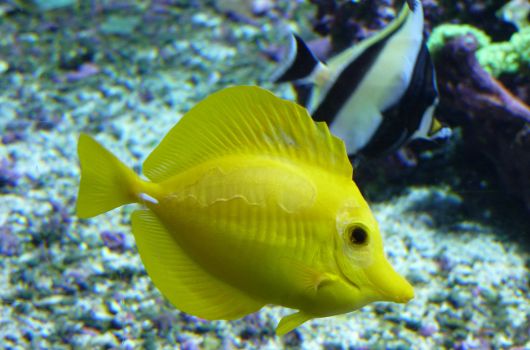 Aquarium La Rochelle