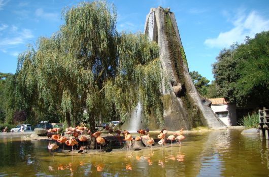 Visite Zoo de la Palmyre camping Signol