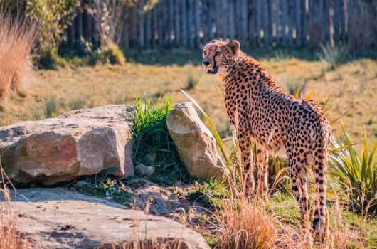 Zoo Beauval Camping la Mignardière proche des Châteaux de la Loire